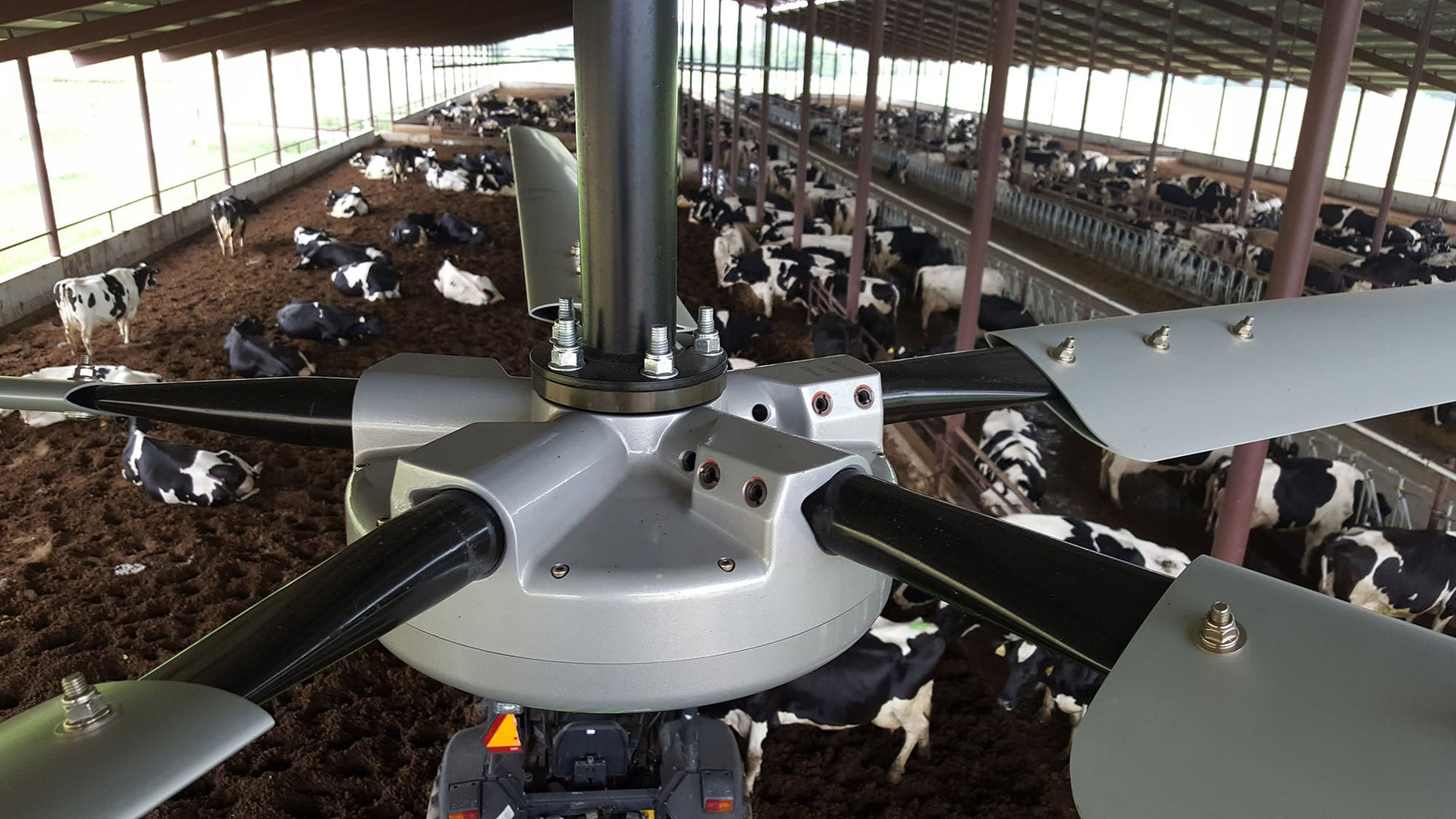 An image of a large fan in a cow barn. 